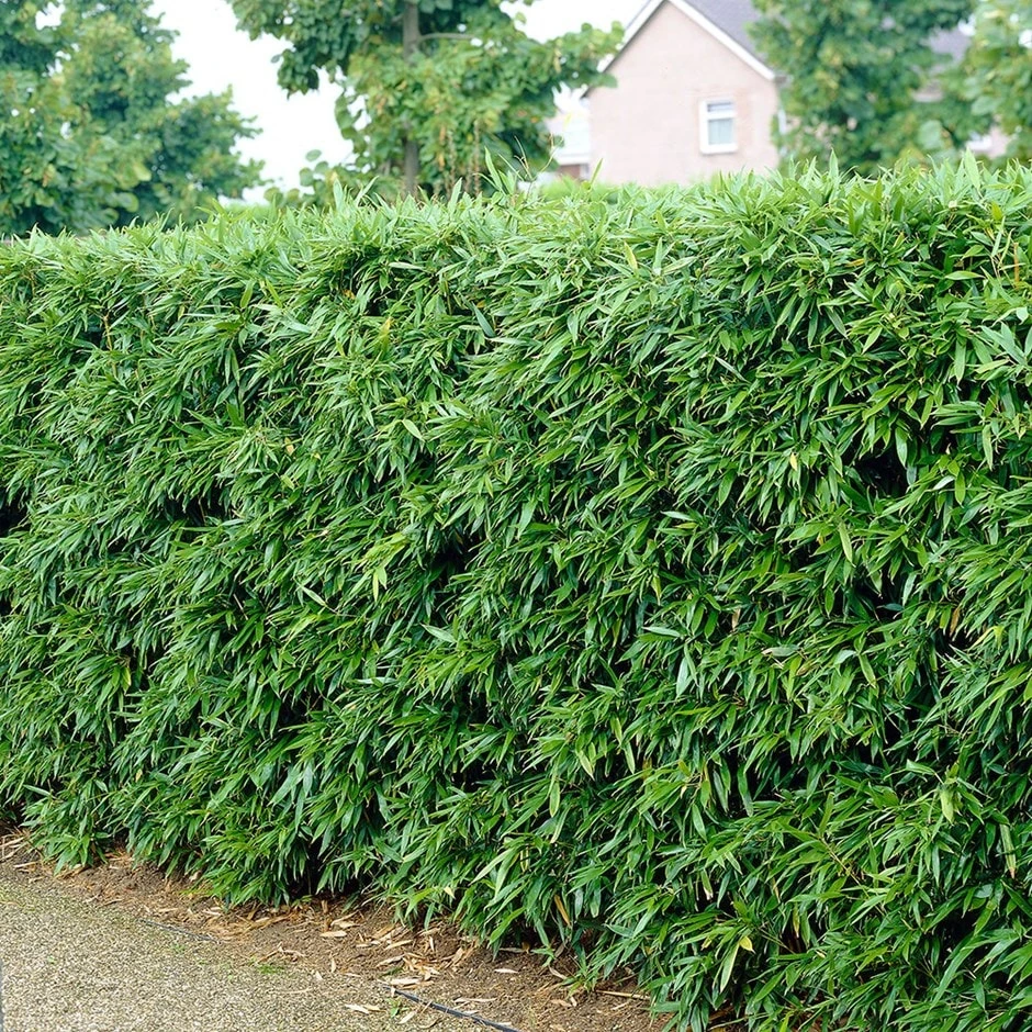 Phyllostachys Bissetii - Bamboo Hedging 1 Phyllostachys Bissetii - Bamboo Hedging