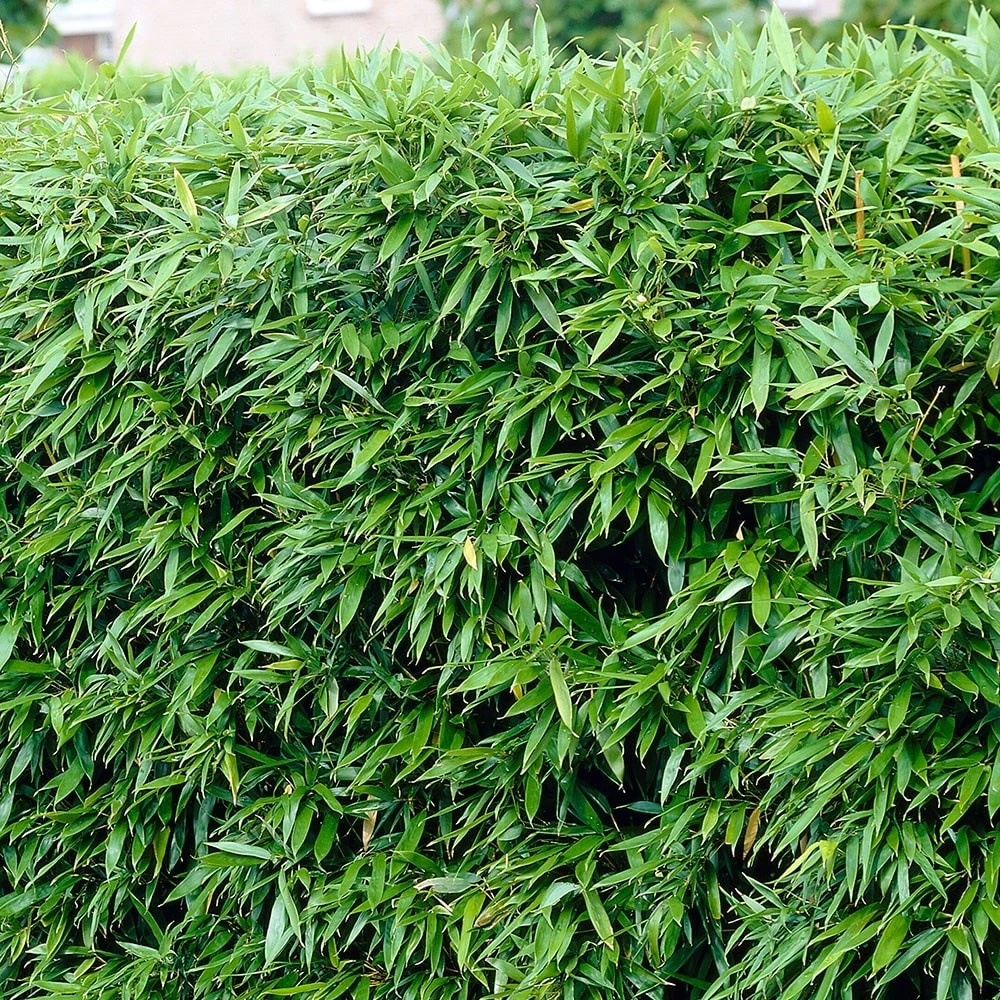 Phyllostachys Bissetii - Bamboo Hedging 2 Phyllostachys Bissetii - Bamboo Hedging - Image 2