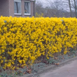 Forsythia 'Lynwood Variety' - Flowering Hedging 5 Forsythia 'Lynwood Variety' - Flowering Hedging -Cheap Plants Store pl2000047119 card3 lg