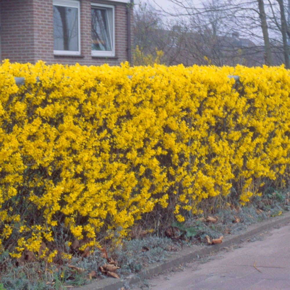 Forsythia 'Lynwood Variety' - Flowering Hedging 3 Forsythia 'Lynwood Variety' - Flowering Hedging - Image 3