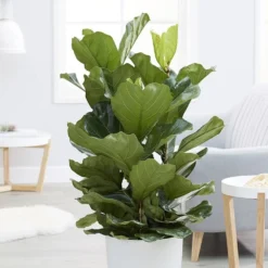 Ficus Lyrata 7 Ficus Lyrata -Cheap Plants Store pl2000047125 card3 lg