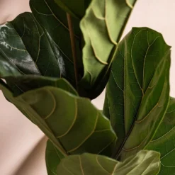 Ficus Lyrata 8 Ficus Lyrata -Cheap Plants Store pl2000047125 card4 lg