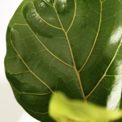 Ficus Lyrata 9 Ficus Lyrata -Cheap Plants Store pl2000047125 card5 lg