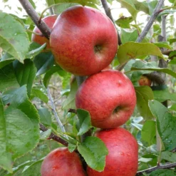 Apple 'Pixie' -Cheap Plants Store pl2000047573 card3 lg