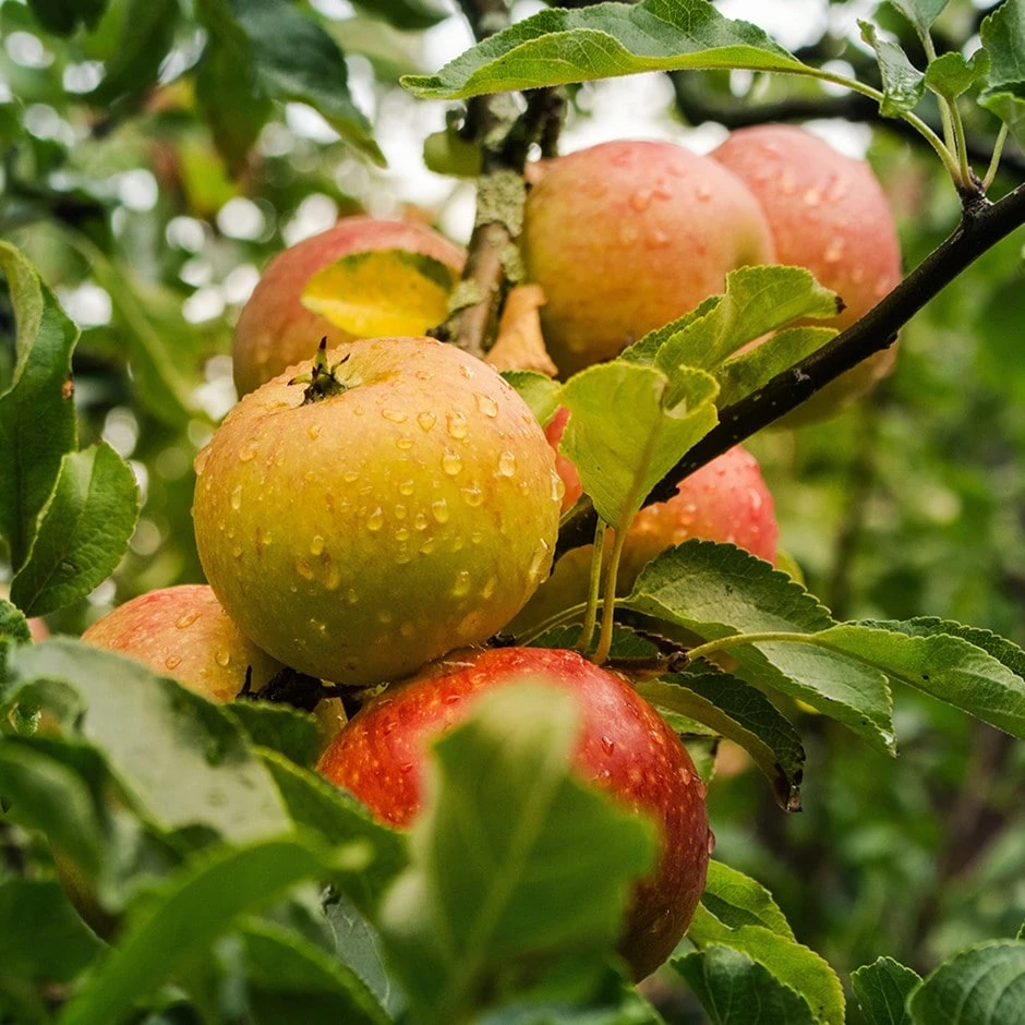 Apple 'Ribston Pippin' 1 Apple 'Ribston Pippin'