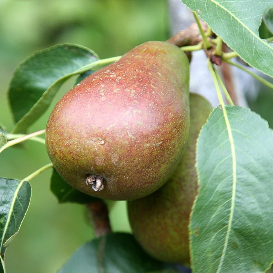 Pear 'Louise Bonne Of Jersey' 1 Pear 'Louise Bonne Of Jersey'
