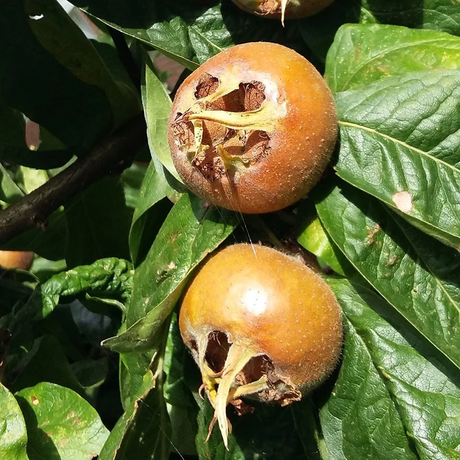 Medlar 'Nottingham' 1 Medlar 'Nottingham'