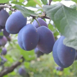 Plum 'Blue Tit'