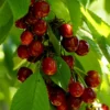 Cherry 'Merchant'