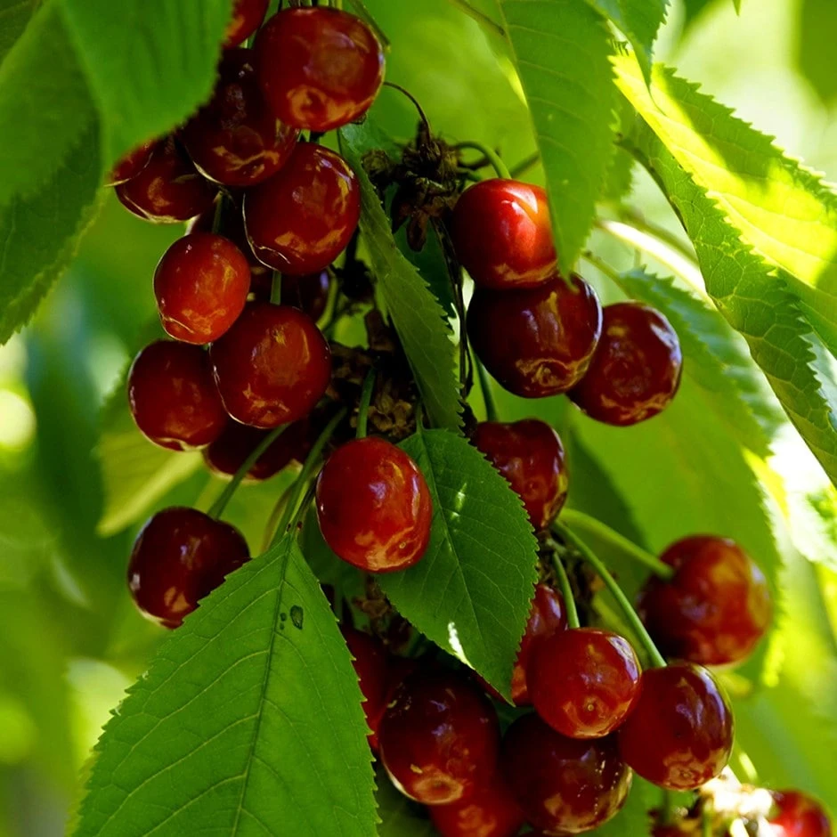 Cherry 'Merchant' 1 Cherry 'Merchant'