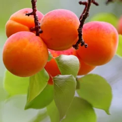 Apricot 'New Large Early'