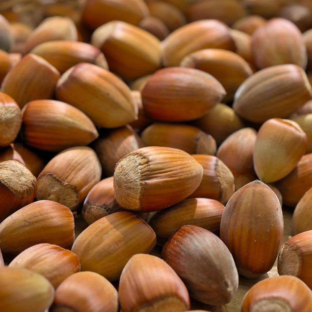 Cobnut 'Pearson's Prolific' 2 Cobnut 'Pearson's Prolific' - Image 2