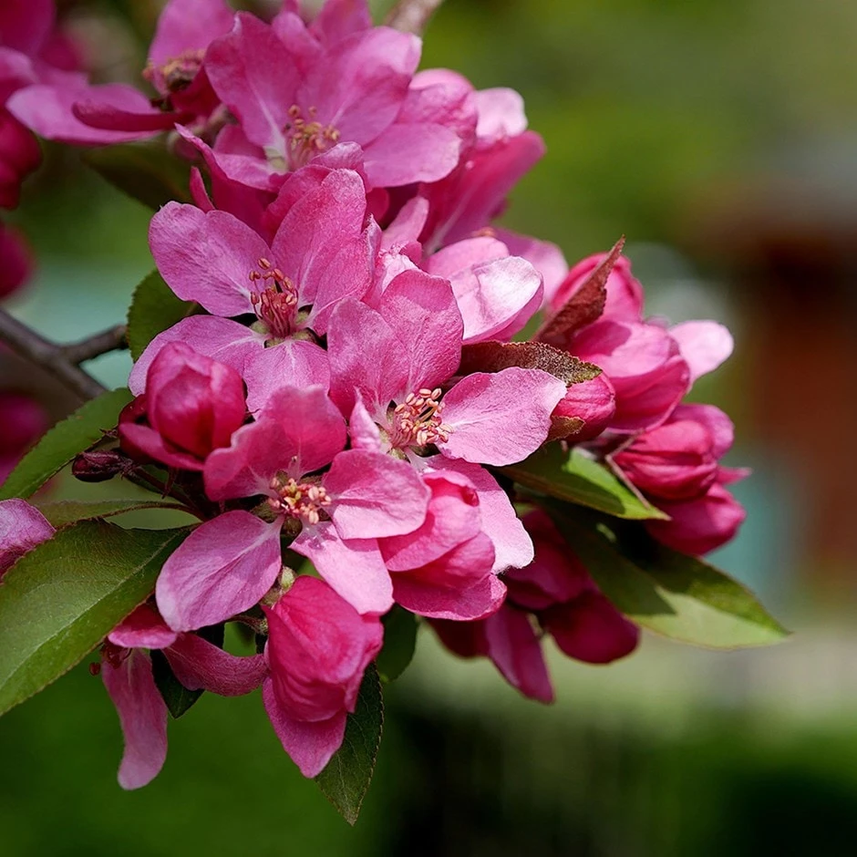 Malus 'Red Glow' 1 Malus 'Red Glow'