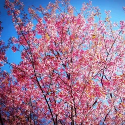 Prunus 'Collingwood Ingram'
