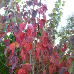 Prunus Sargentii 'Charles Sargent' -Cheap Plants Store pl2000047748 card3 lg