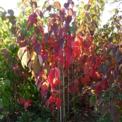 Prunus Sargentii 'Charles Sargent' -Cheap Plants Store pl2000047748 card4 lg