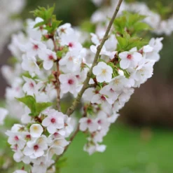 Prunus 'Umineko' -Cheap Plants Store pl2000047760 card5 lg