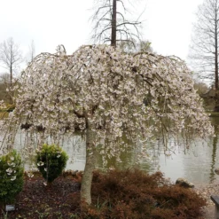 Prunus × Yedoensis 'Shidare-Yoshino' -Cheap Plants Store pl2000047763 card3 lg