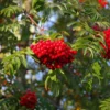 Sorbus Aucuparia Cardinal Royal ('Michred')