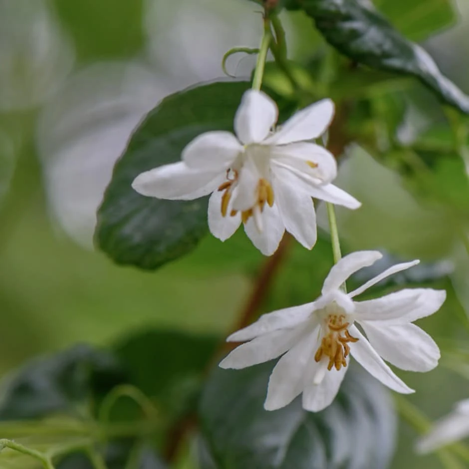 Sinojackia Xylocarpa 1 Sinojackia Xylocarpa