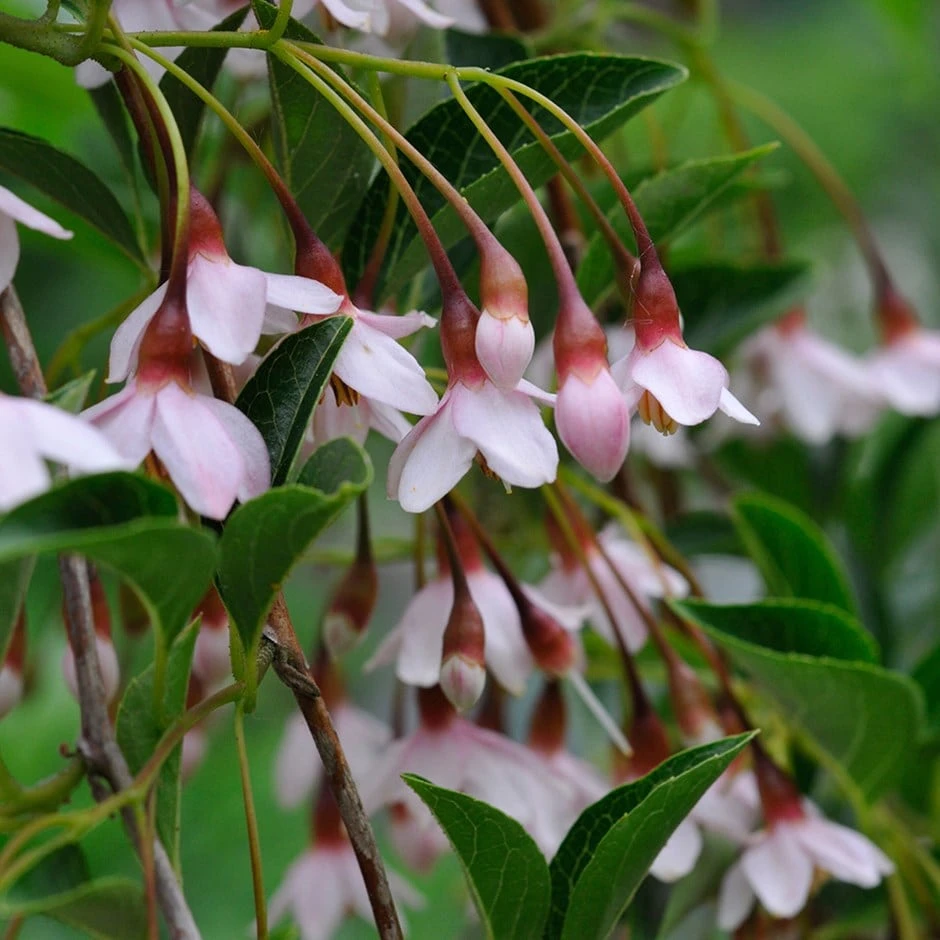 Styrax Japonicus (Benibana Group) 'Pink Chimes' 1 Styrax Japonicus (Benibana Group) 'Pink Chimes'