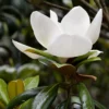 Magnolia Grandiflora 'Little Gem'