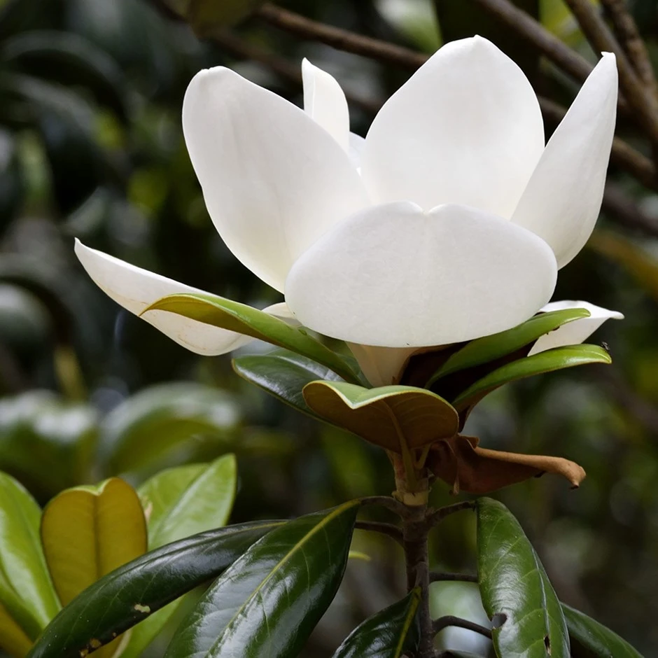Magnolia Grandiflora 'Little Gem' 1 Magnolia Grandiflora 'Little Gem'