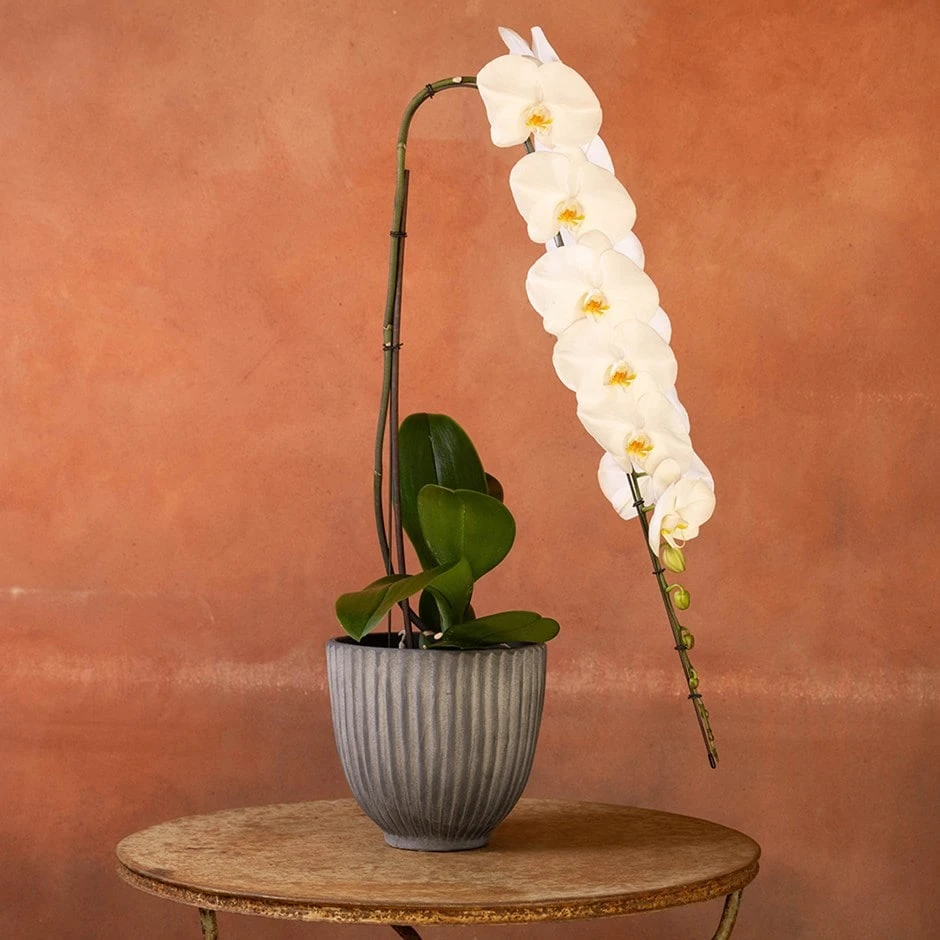 Phalaenopsis 'Formidablo Yosemite Falls' 1 Phalaenopsis 'Formidablo Yosemite Falls'