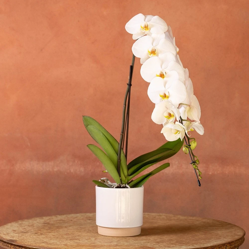 Phalaenopsis 'Formidablo Niagra Falls' 2 Phalaenopsis 'Formidablo Niagra Falls' - Image 2