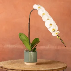 Phalaenopsis 'Formidablo Niagra Falls' 8 Phalaenopsis 'Formidablo Niagra Falls' -Cheap Plants Store pl2000047966 card3 lg