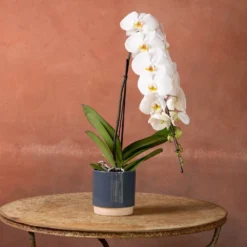 Phalaenopsis 'Formidablo Niagra Falls' 9 Phalaenopsis 'Formidablo Niagra Falls' -Cheap Plants Store pl2000047966 card4 lg