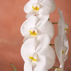 Phalaenopsis 'Formidablo Niagra Falls' 11 Phalaenopsis 'Formidablo Niagra Falls' -Cheap Plants Store pl2000047966 card6 lg