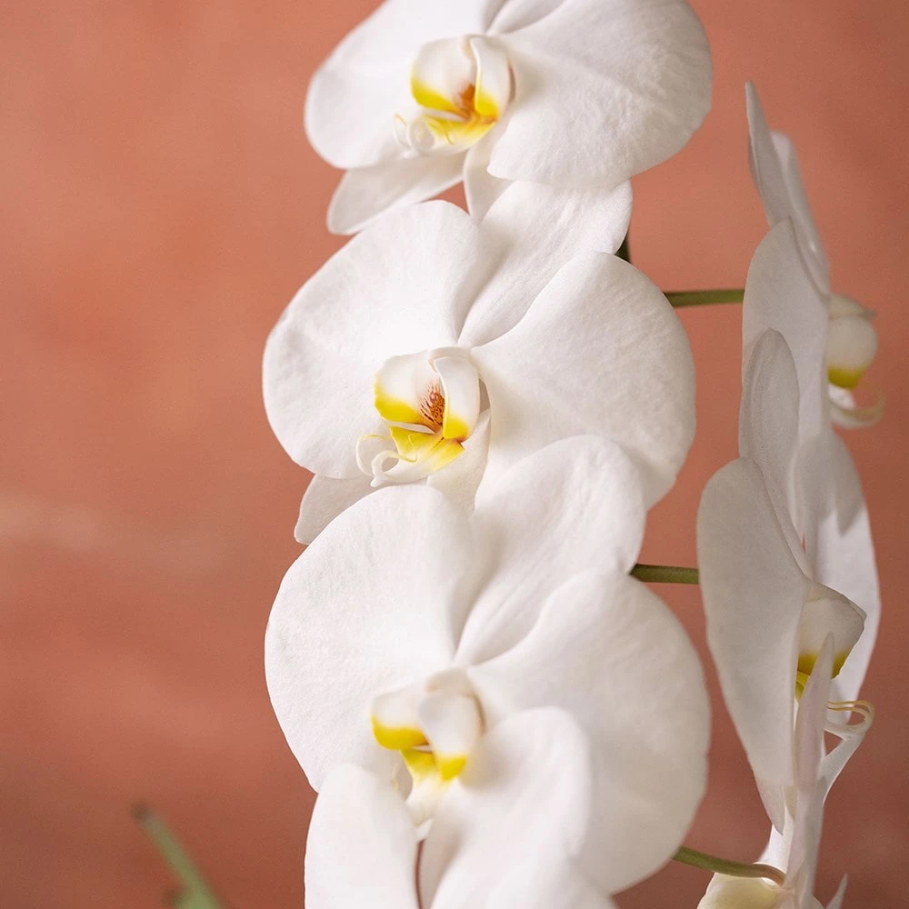 Phalaenopsis 'Formidablo Niagra Falls' 6 Phalaenopsis 'Formidablo Niagra Falls' - Image 6