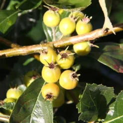 Crataegus × Lavallei 'Carrierei'