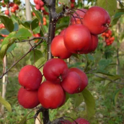 Malus × Purpurea 'Neville Copeman'