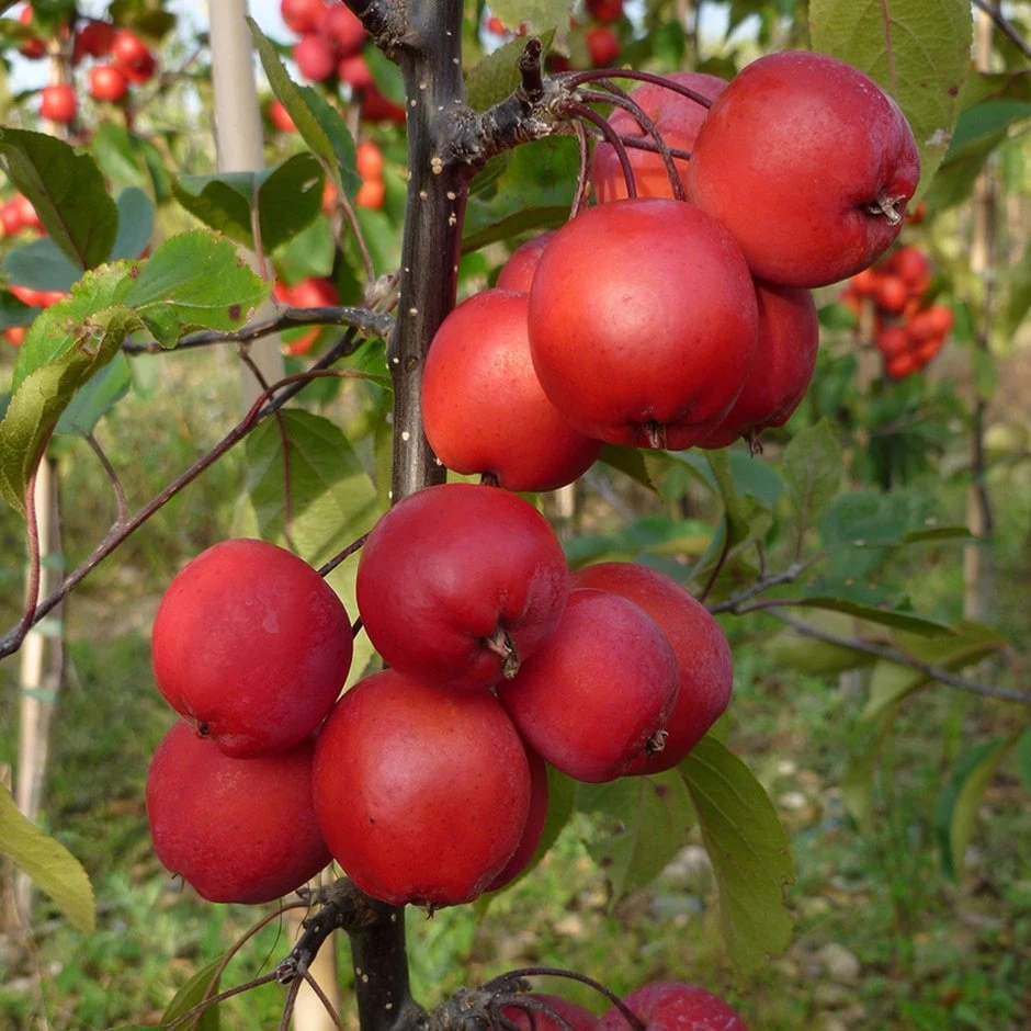 Malus × Purpurea 'Neville Copeman' 1 Malus × Purpurea 'Neville Copeman'