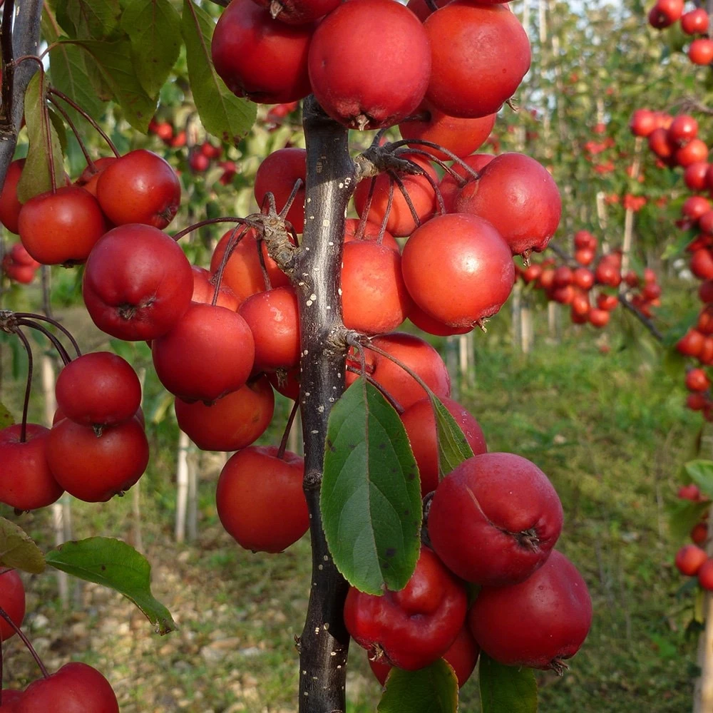 Malus × Purpurea 'Neville Copeman' 3 Malus × Purpurea 'Neville Copeman' - Image 3