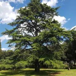 Cedrus Libani