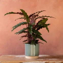 Goeppertia Rufibarba 8 Goeppertia Rufibarba -Cheap Plants Store pl2000048185 card3 lg