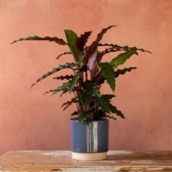 Goeppertia Rufibarba 9 Goeppertia Rufibarba -Cheap Plants Store pl2000048185 card4 lg