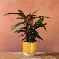 Goeppertia Rufibarba 10 Goeppertia Rufibarba -Cheap Plants Store pl2000048185 card5 lg