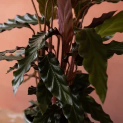 Goeppertia Rufibarba 11 Goeppertia Rufibarba -Cheap Plants Store pl2000048185 card6 lg