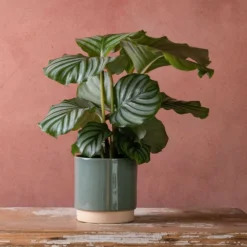 Goeppertia Orbifolia -Cheap Plants Store pl2000048186 card3 lg