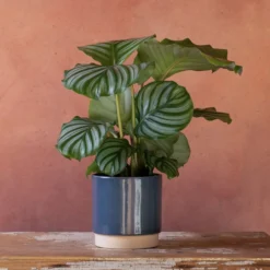 Goeppertia Orbifolia -Cheap Plants Store pl2000048186 card4 lg