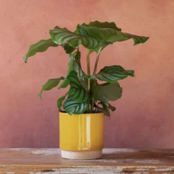 Goeppertia Orbifolia -Cheap Plants Store pl2000048186 card5 lg