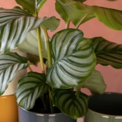 Goeppertia Orbifolia -Cheap Plants Store pl2000048186 card6 lg