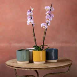 Phalaenopsis 'Pink Clouds'