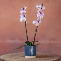Phalaenopsis 'Pink Clouds' -Cheap Plants Store pl2000048226 card4 lg