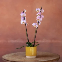 Phalaenopsis 'Pink Clouds' -Cheap Plants Store pl2000048226 card5 lg