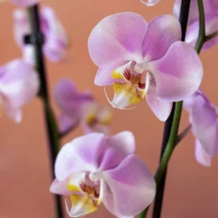 Phalaenopsis 'Pink Clouds' -Cheap Plants Store pl2000048226 card6 lg